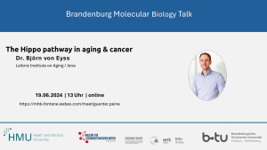 Brandenburg Molecular Biology Talk: The hippo pathway in aging and cancer. Dr. Björn von Eyss (Leibniz Instiute on Aging, Jena). 19.06.2024 um 13 Uhr.